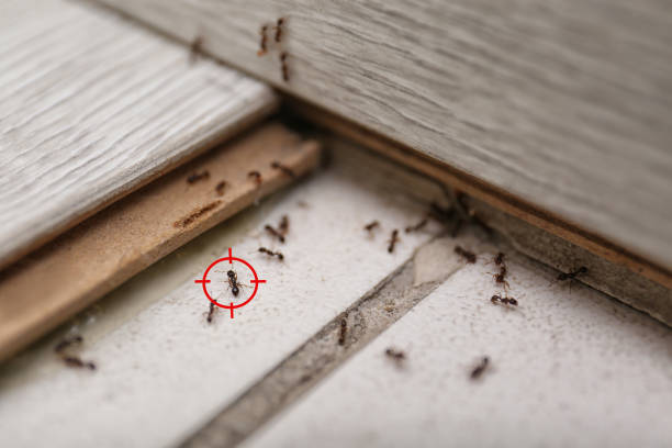Best Rat Extermination Near Me  in Wedgefield, FL