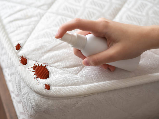 Best Pest Removal Services  in Wedgefield, FL