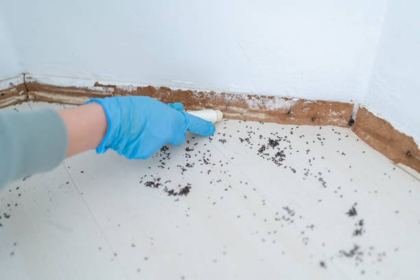 Best Pest Removal Services  in Wedgefield, FL